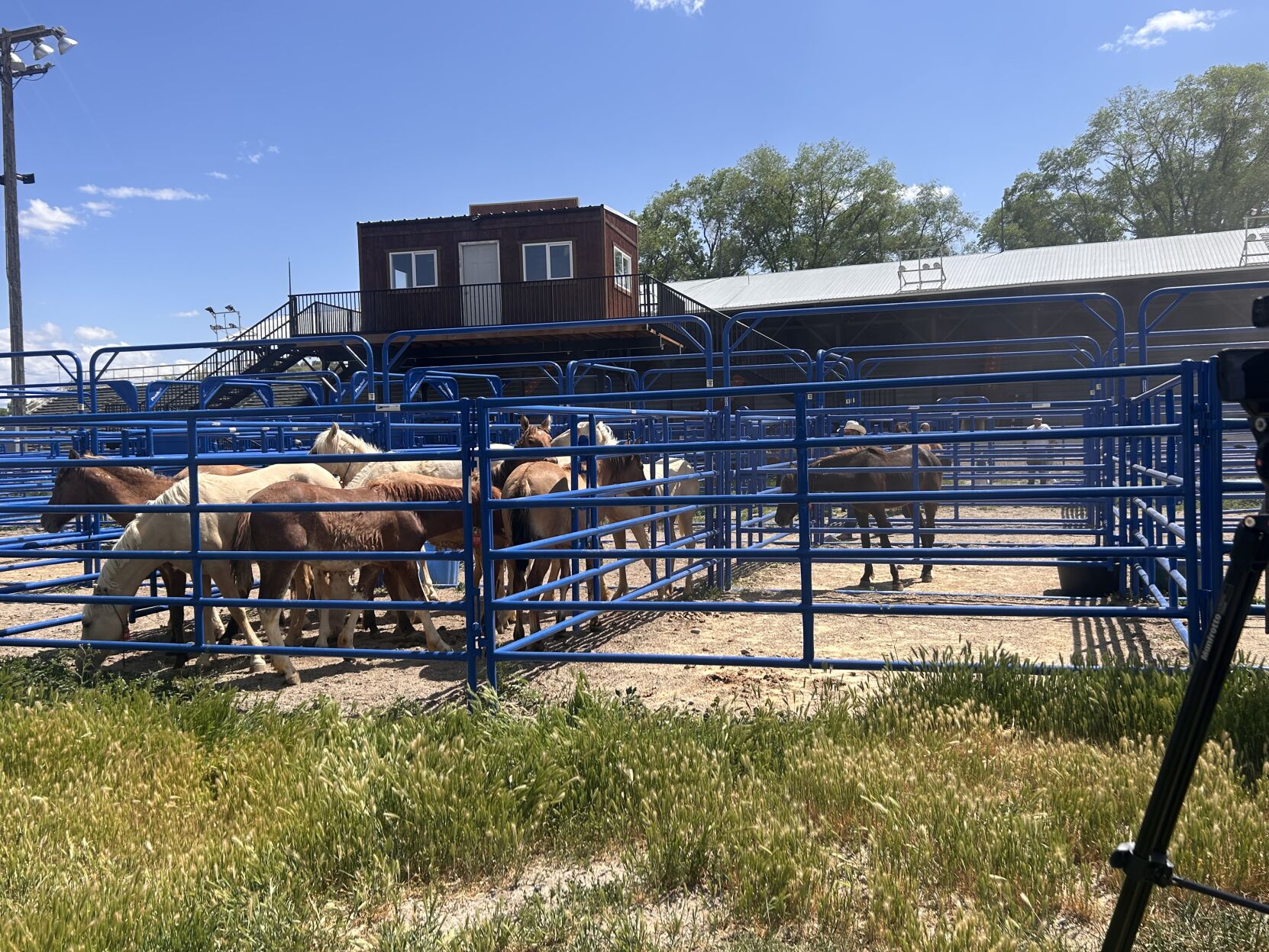 Mustang Training Program gets underway with selection of yearling horses